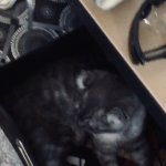 No way cat