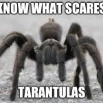 Tarantula | YOU KNOW WHAT SCARES ME? TARANTULAS | image tagged in tarantula | made w/ Imgflip meme maker