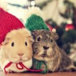 Hamsters in knitted hats
