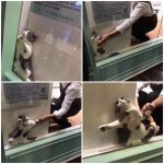 cat being dragged from window