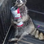 I'm so ready for 2020 to be over... | SOMEBODY PLEASE TELL ME; THAT 2020 IS ALMOST OVER | image tagged in drunk raccoon,memes,2020 sucks,funny,raccoon,animals | made w/ Imgflip meme maker