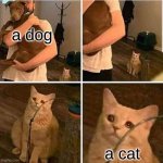 Cat Left Out Crying | a dog; a cat | image tagged in cat left out crying | made w/ Imgflip meme maker