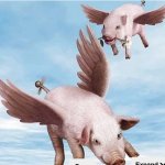 Flying pigs