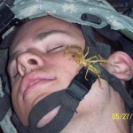 Soldier Camel Spider Iraq