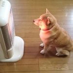 Dog enjoying the warm heater