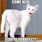 Overly attached cat | COME HERE; YOU'RE PURRFECT! | image tagged in overly attached cat | made w/ Imgflip meme maker