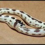 Snake eating tail
