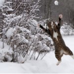 Cat crazy in snow