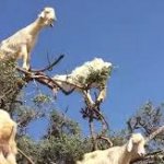 Why Goats climb trees meme