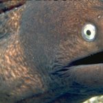 Staring eel