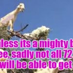 Why Tree Goats | Yarra Man; Unless its a mighty big tree, sadly not all 72 of them will be able to get away. | image tagged in why goats climb trees | made w/ Imgflip meme maker