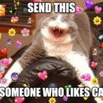 wholesome cat | SEND THIS; TO SOMEONE WHO LIKES CATS | image tagged in wholesome cat | made w/ Imgflip meme maker