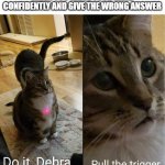 do it | WHEN YOU RAISE YOUR HAND CONFIDENTLY AND GIVE THE WRONG ANSWER | image tagged in cats | made w/ Imgflip meme maker