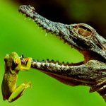 frog hanging from alligator's mouth