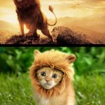 Lion expectations vs reality meme