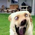 Cursed dog