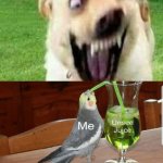 Cursed dog | image tagged in cursed dog | made w/ Imgflip meme maker