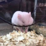 Sleeping Hamster on a Wheel