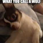 good chihuahua bad pun | DO YOU KNOW WHAT YOU CALL A WOLF; THAT CAN ATTACK FROM EITHER FLANK ? BAMBIDEXTROUS !! | image tagged in mr wiggles bad pun chihuahua,bad dad | made w/ Imgflip meme maker