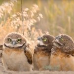 Owl suprsied