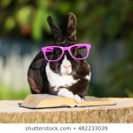 Rabbit Sunglasses
