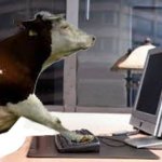 cow computer