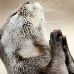 Praying Otter
