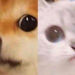 scared cat and scared dog meme