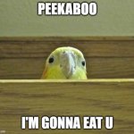 eat u | PEEKABOO; I'M GONNA EAT U | image tagged in the birb | made w/ Imgflip meme maker