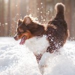 Dog play in snow