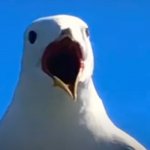 oh no | OH NO | image tagged in seagull ahhh | made w/ Imgflip meme maker