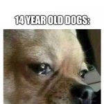crying dog | [W]OOF W[O]FF WO[O]F WOO[F]; 14 YEAR OLD D0GS: | image tagged in crying dog | made w/ Imgflip meme maker