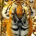 tiger this big