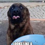 Hungry doggo | MY DOG WHEN I FEED EM...... LOOKS LIKE A CONTESTANT ON THE HUNGER GAMES.  CRAZY EYES AND ALL! | image tagged in hungry doggo | made w/ Imgflip meme maker
