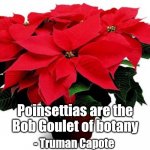 Poinsettias Bob Goulet of Botany | Poinsettias are the
Bob Goulet of botany; - Truman Capote | image tagged in poinsettia,robert goulet,christmas,red flower,truman capote | made w/ Imgflip meme maker