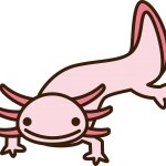 AXOLOTL