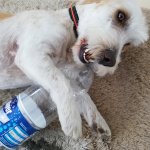 Ulf chewing a bottle
