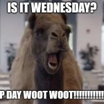 Hump Day Camel | IS IT WEDNESDAY? HUMP DAY WOOT WOOT!!!!!!!!!!!!!!!!!! | image tagged in hump day camel | made w/ Imgflip meme maker