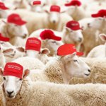 Trump MAGA sheep meme