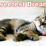 cat sleeping | Sweetest Dreams | image tagged in cat sleeping | made w/ Imgflip meme maker
