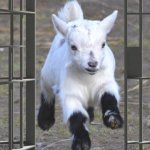 Escape goat