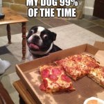 Hungry Pizza Dog | MY DOG 99% OF THE TIME | image tagged in hungry pizza dog | made w/ Imgflip meme maker