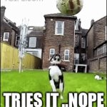 When you dog tries | TRIES IT ..NOPE | image tagged in gifs,doge | made w/ Imgflip video-to-gif maker