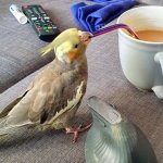 drinking parrot