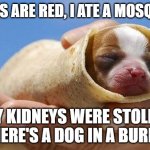 Doggo Deluxe | ROSES ARE RED, I ATE A MOSQUITO; MY KIDNEYS WERE STOLEN, SO HERE'S A DOG IN A BURRITO | image tagged in puppy burrito,motivational,burrito | made w/ Imgflip meme maker