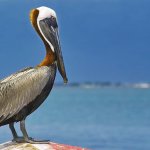 Pelican