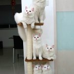 Family of white cats