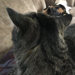 KittyCat onlooker