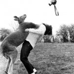 kangaroo punch