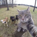 selfy cat